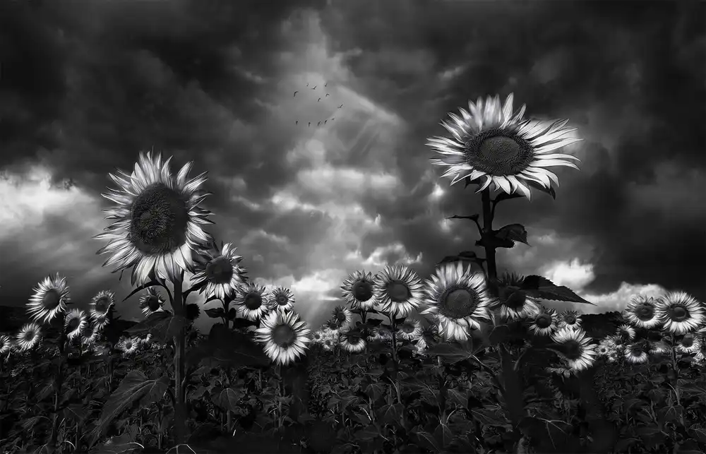 Osuna, Fran: Sunflowers