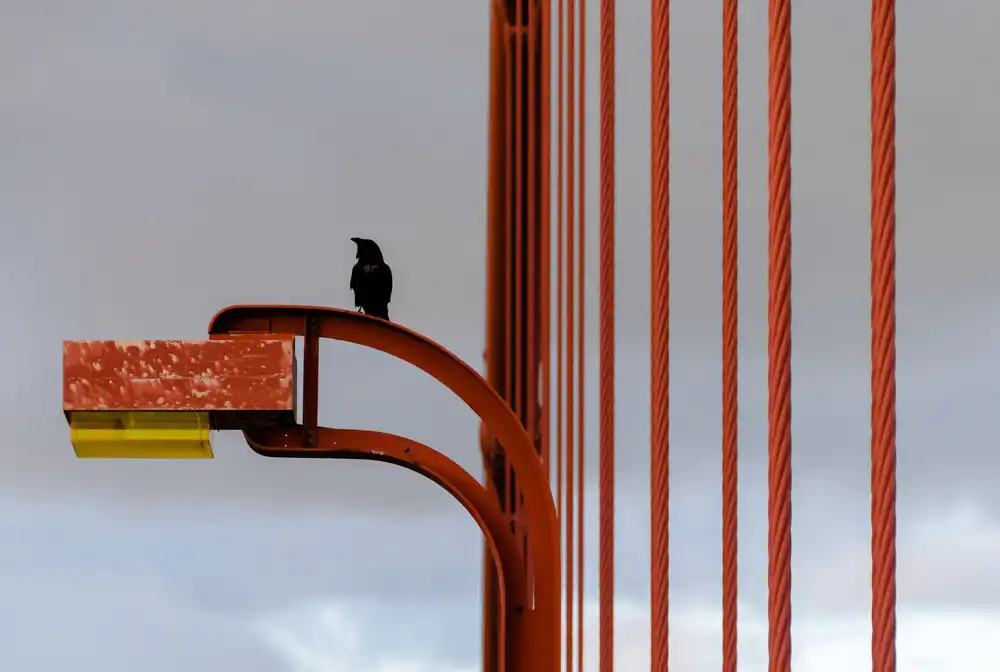 Kosterev, Anatoliy: Golden Gate Crow