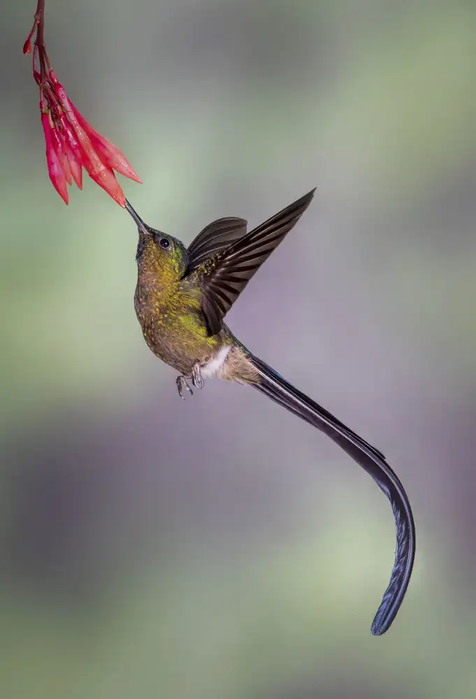 Feng, Young: Elegant Violet-tailed Sylph