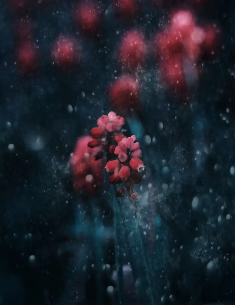 Devos, Delphine: A Snowy Evening