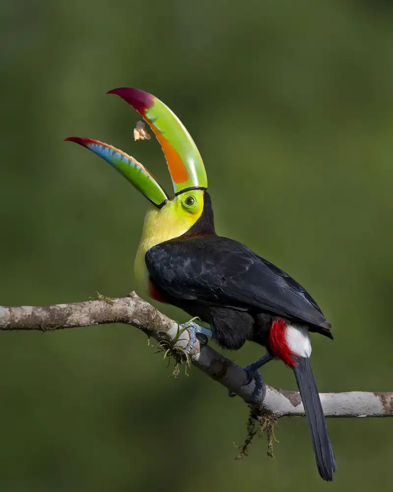 Feng, Young: Colorful trick