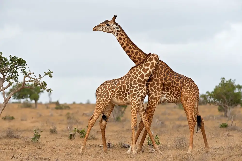 Pozzi, Marco: Necks