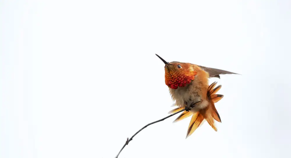 Chang, Phillip: Little bird