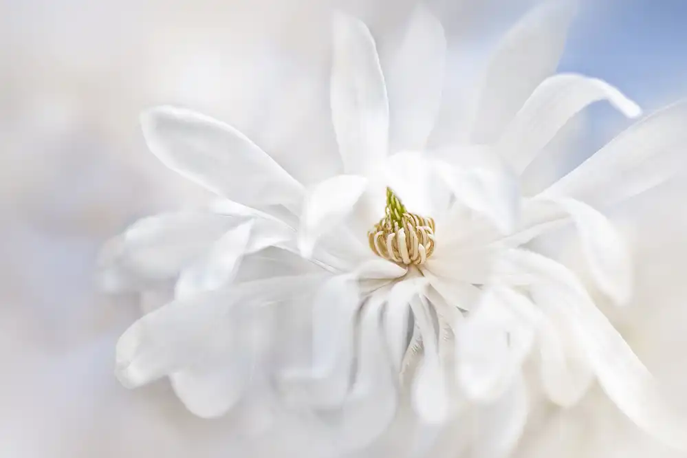 Parker, Jacky: Magnolie Stellarta