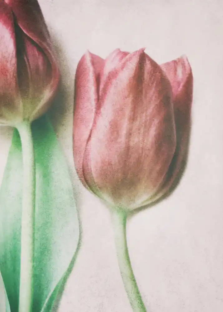 Devos, Delphine: The Spring Lovers
