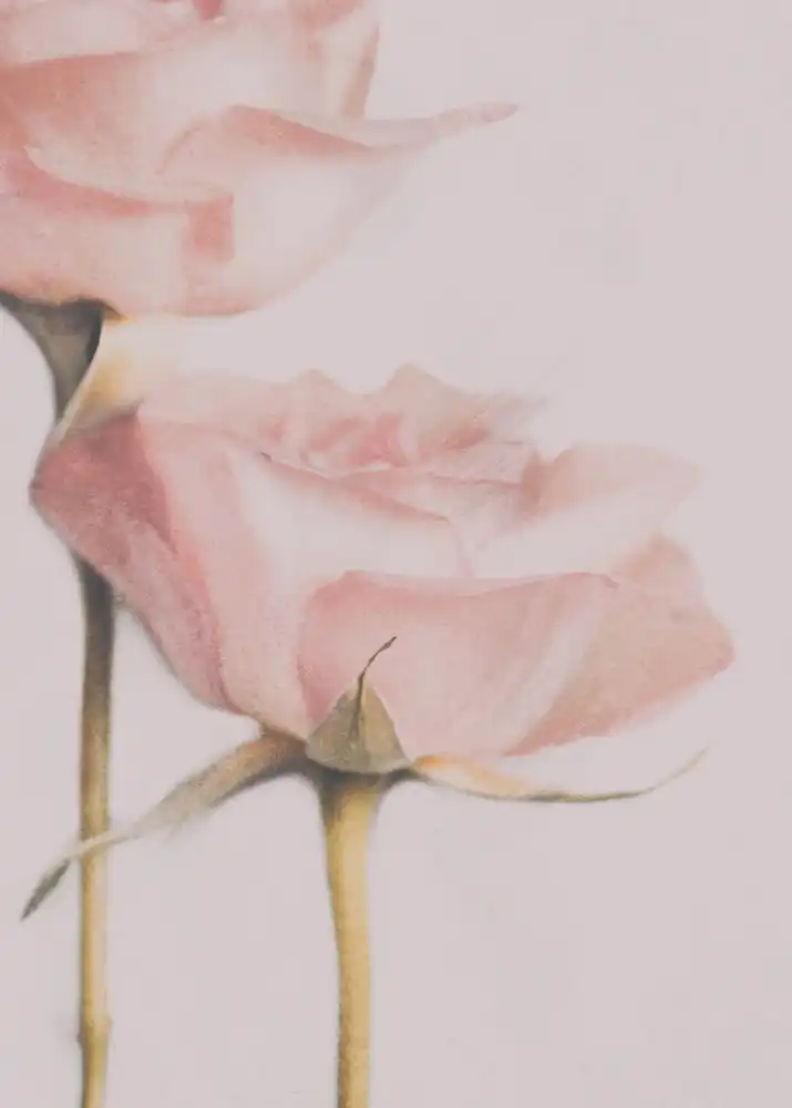 Devos, Delphine: Two Roses