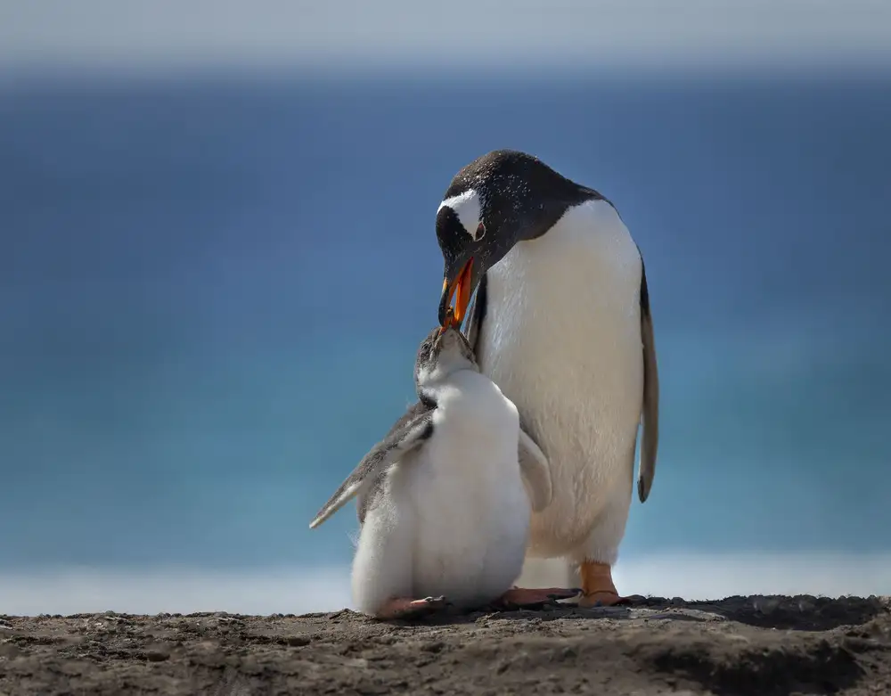 Feng, Young: Voglio di più... mamma