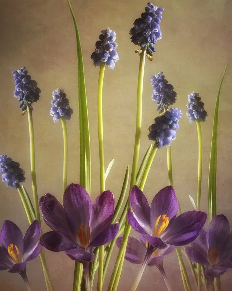 Williams, Sharon: Spring Dance