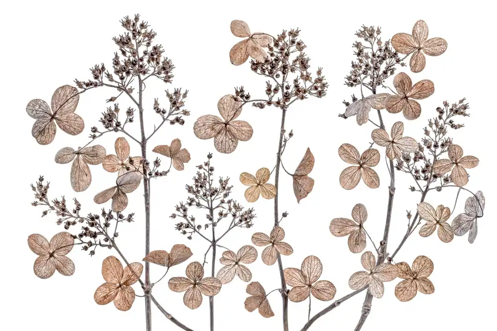 Disher, Mandy: Hortensia paniculé