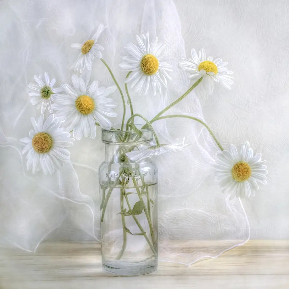 Disher, Mandy: Daisies