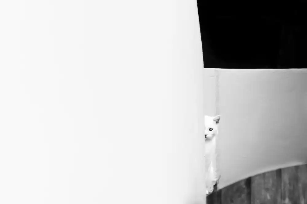 Polo, Piera: The White Cat