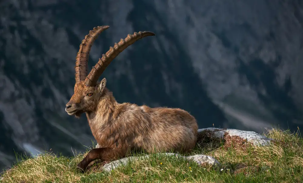 Krivec, Ales: High in the mountains