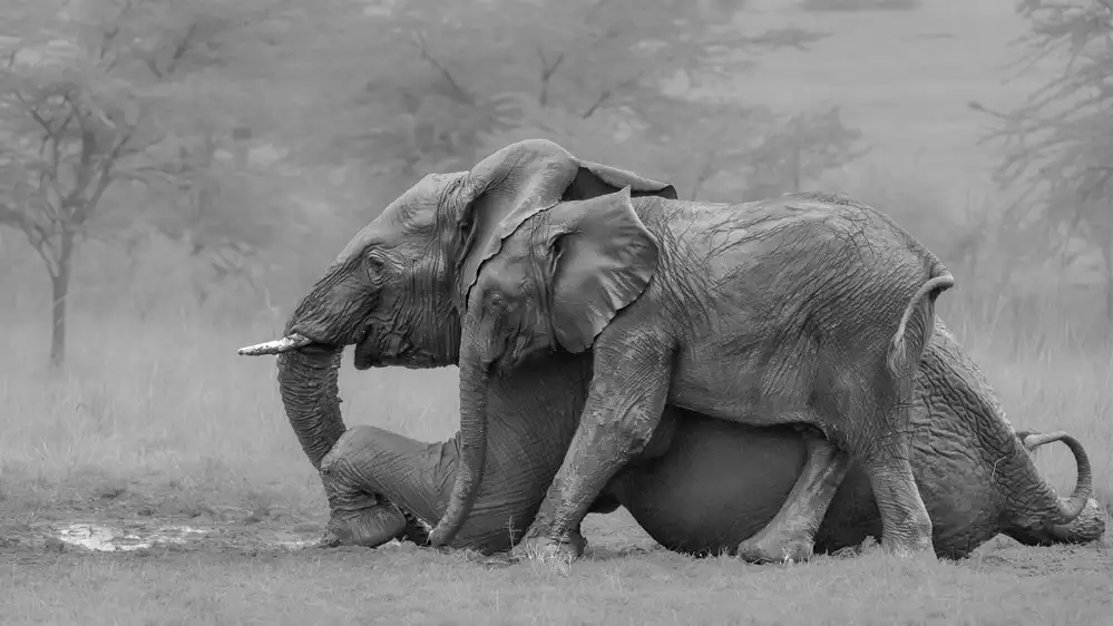Wei, and Siyu: Madre Elefante e il suo vitello