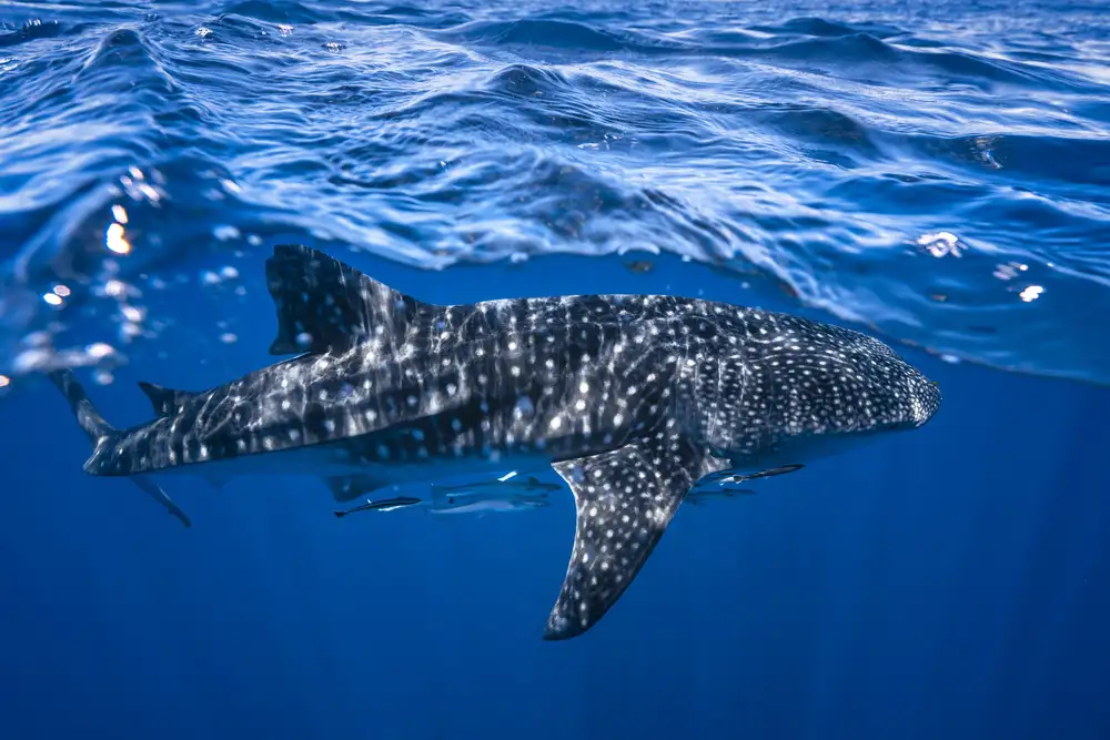 Gabriel, Barathieu: Whale shark : The biggest fish of the world
