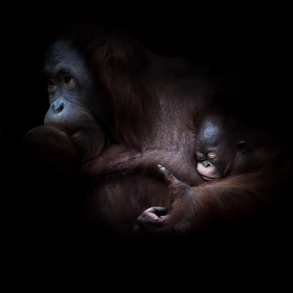 Vollrath, Jörg: ... sonno