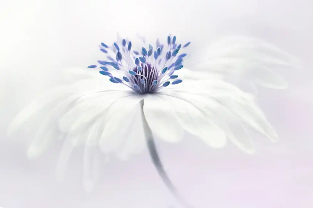 Parker, Jacky: Anemone blanda