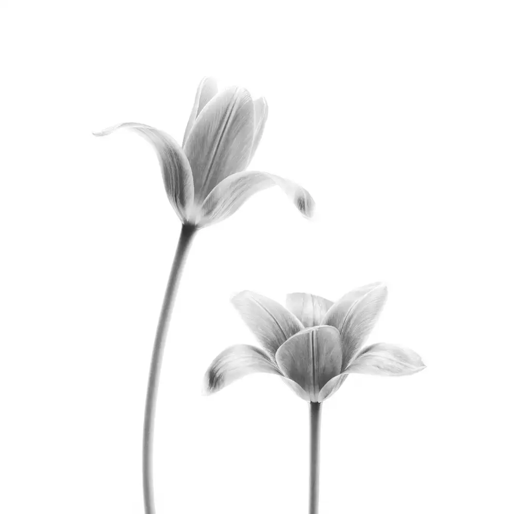 Grønkjær, Lotte: Premières tulipes