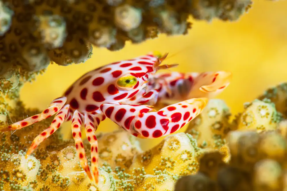 Gabriel, Barathieu: Red -Spotted Guard Crab