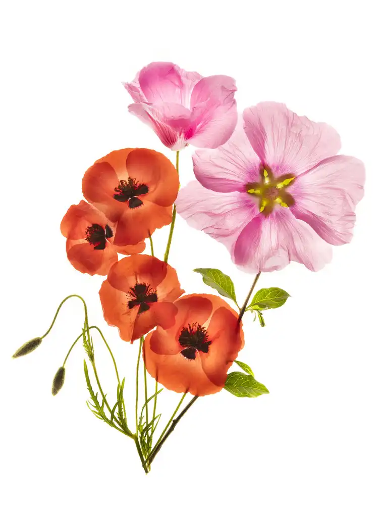 Yakubovitch, Azriel: Flower composition III