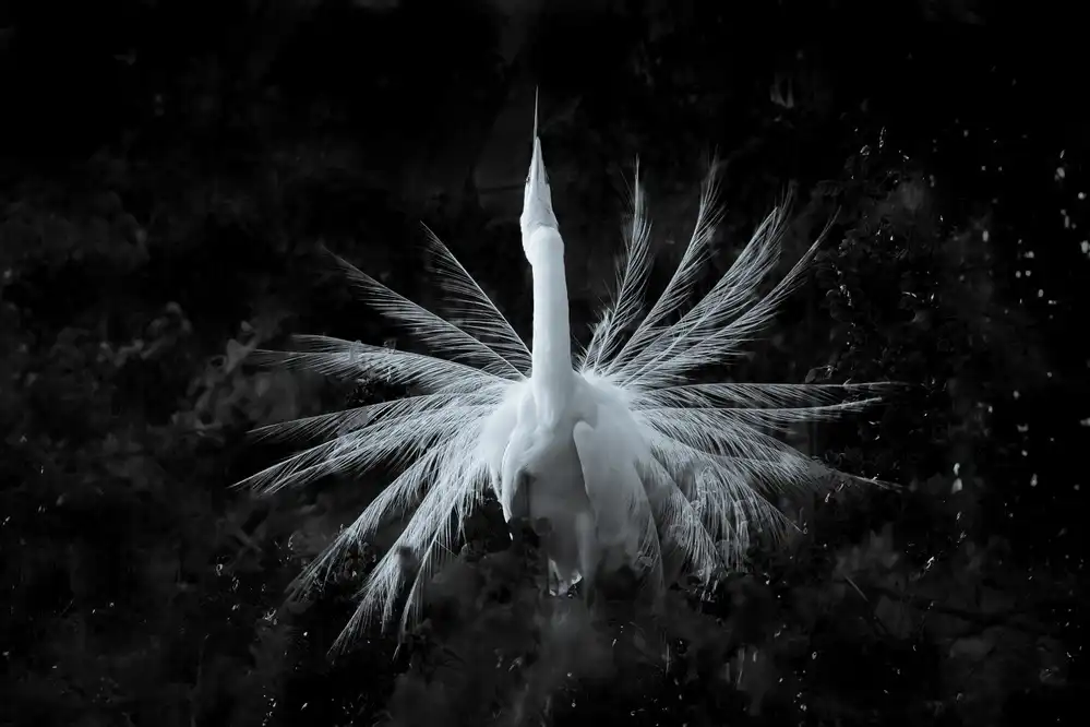 Wang, Keren: Spring Dance