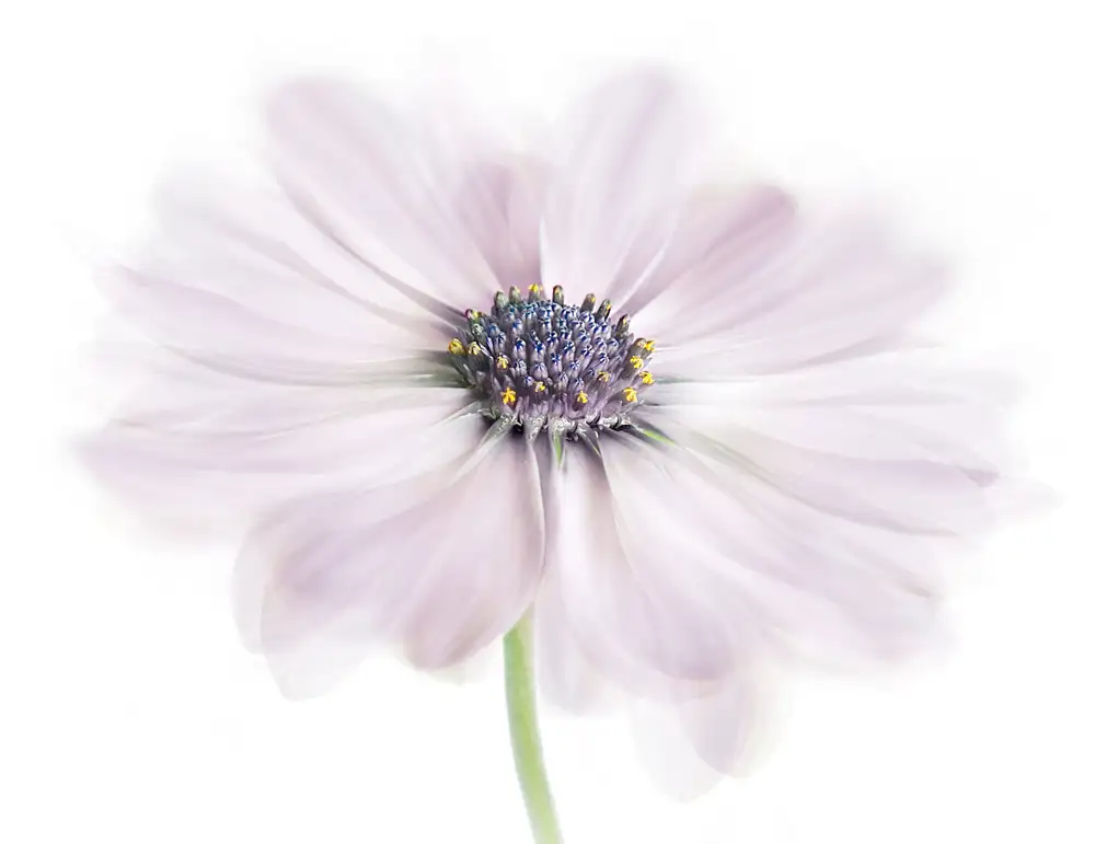 Disher, Mandy: Cape Daisy