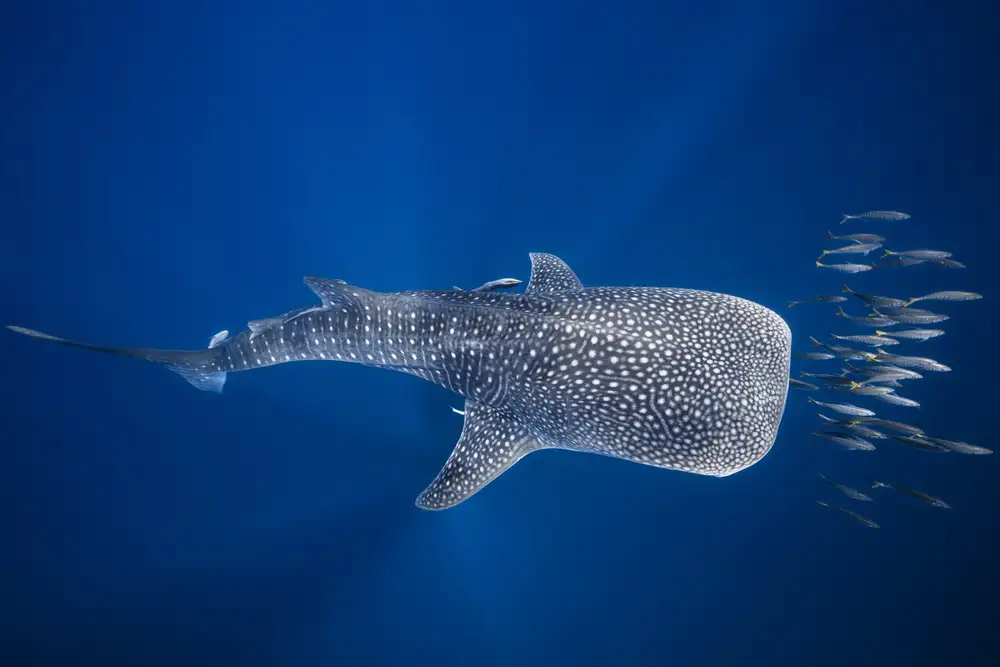 Gabriel, Barathieu: Whale shark and Tuna shoal
