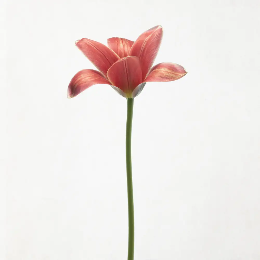 Grønkjær, Lotte: Tulipán de tallo largo