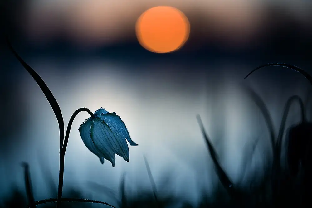 Mijer, Wil: Rising sun...