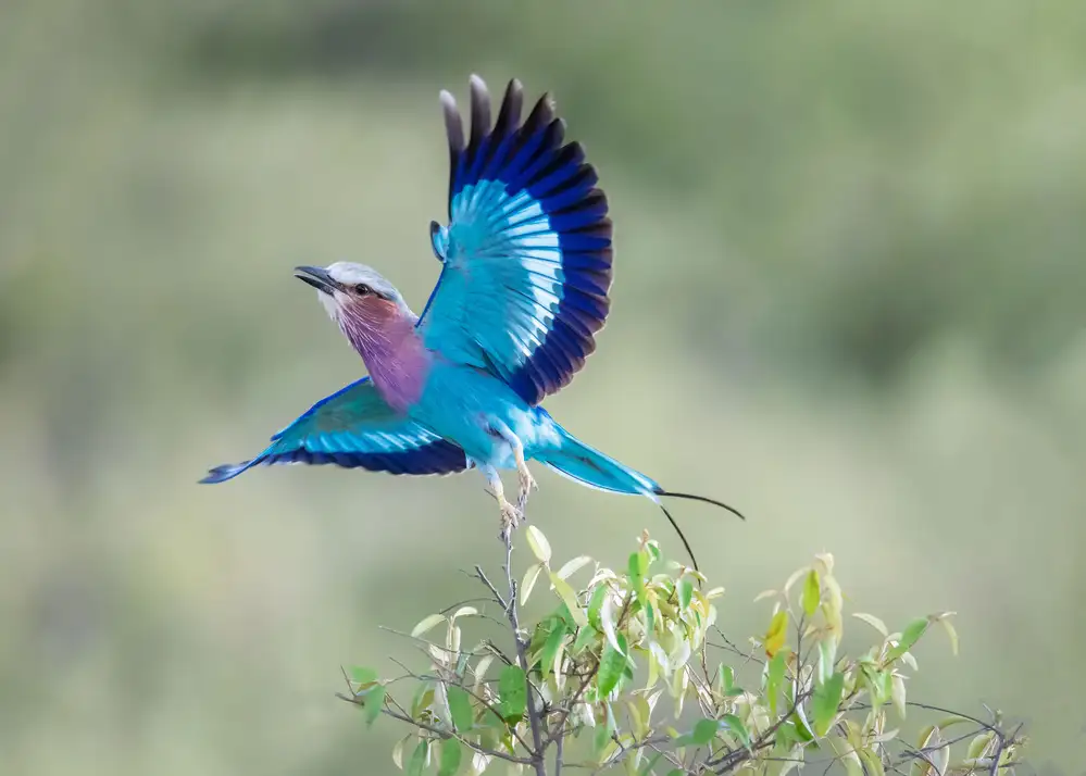 Xu, Leah: Lilac-breasted Roller