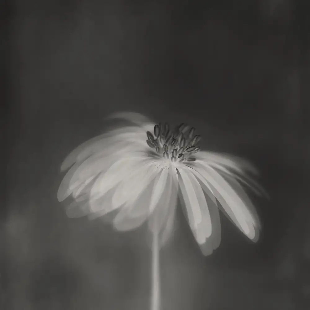 Grønkjær, Lotte: Dark sepia