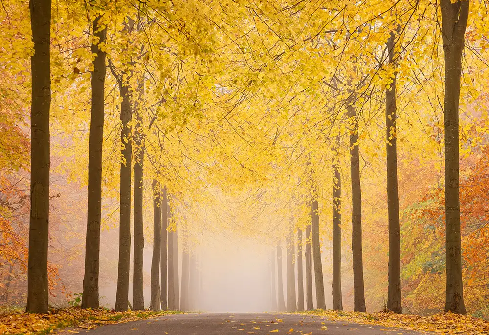 keller: Autumn road