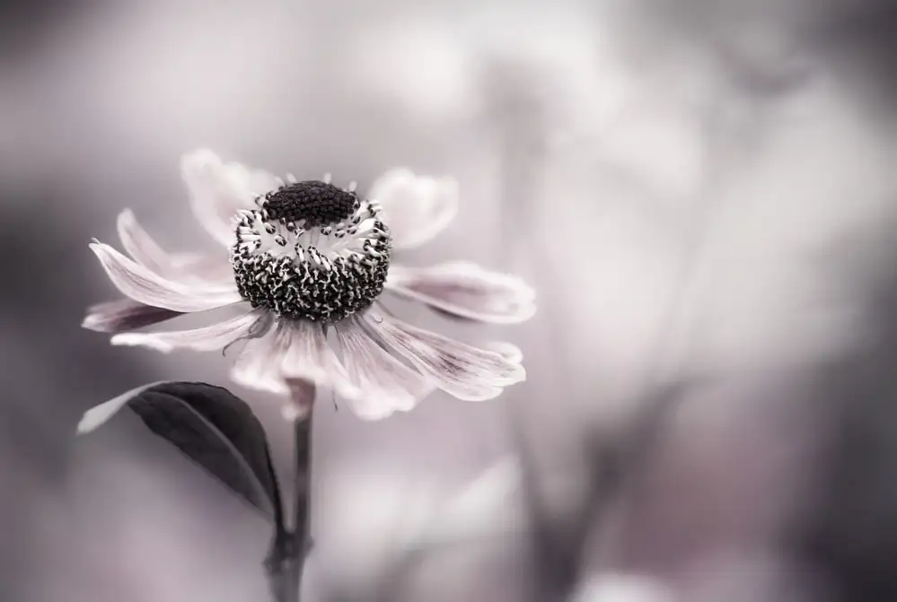 Disher, Mandy: Helenium