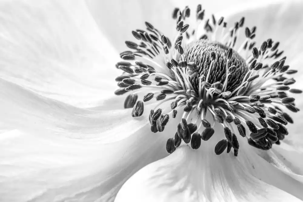 Disher, Mandy: Anemone