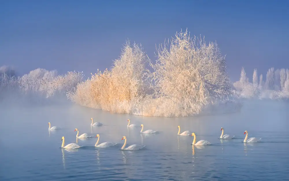 Zhu, Hua: Swan Lake