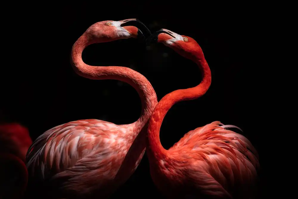 Itoyama, Eiji: Flamingos