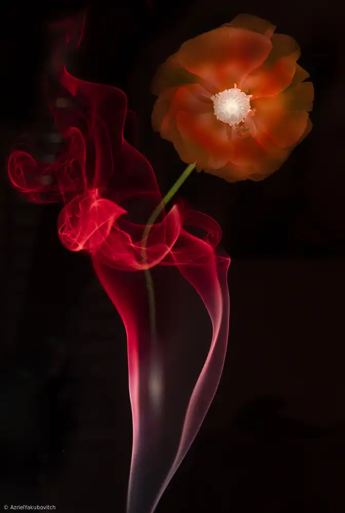 Yakubovitch, Azriel: Red Buttercup