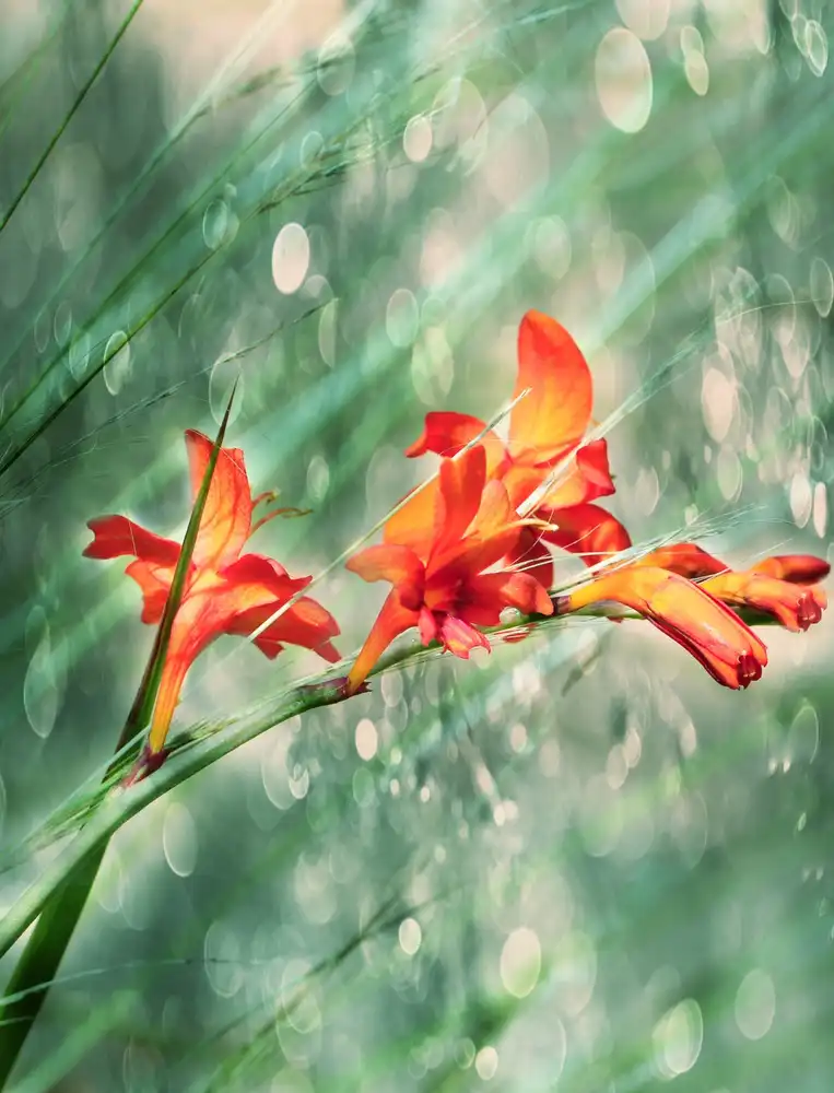 Devos, Delphine: In the rain of light