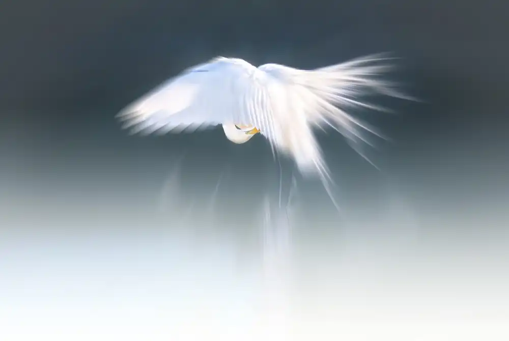 Deng, Larry: White angel