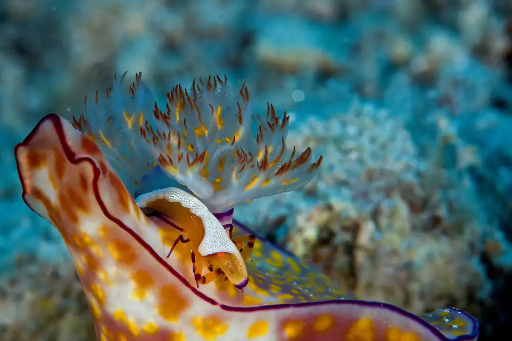 Tov, Ben Ilan: Emperor Shrimp