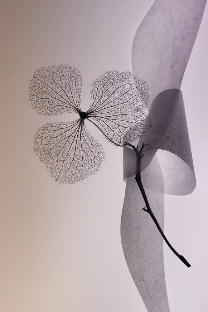 Kowatari, Shihya: flower