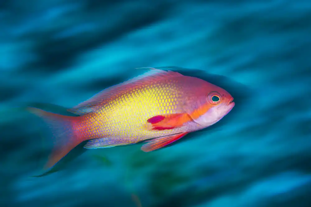 Gabriel, Barathieu: Jewel fairy basslet