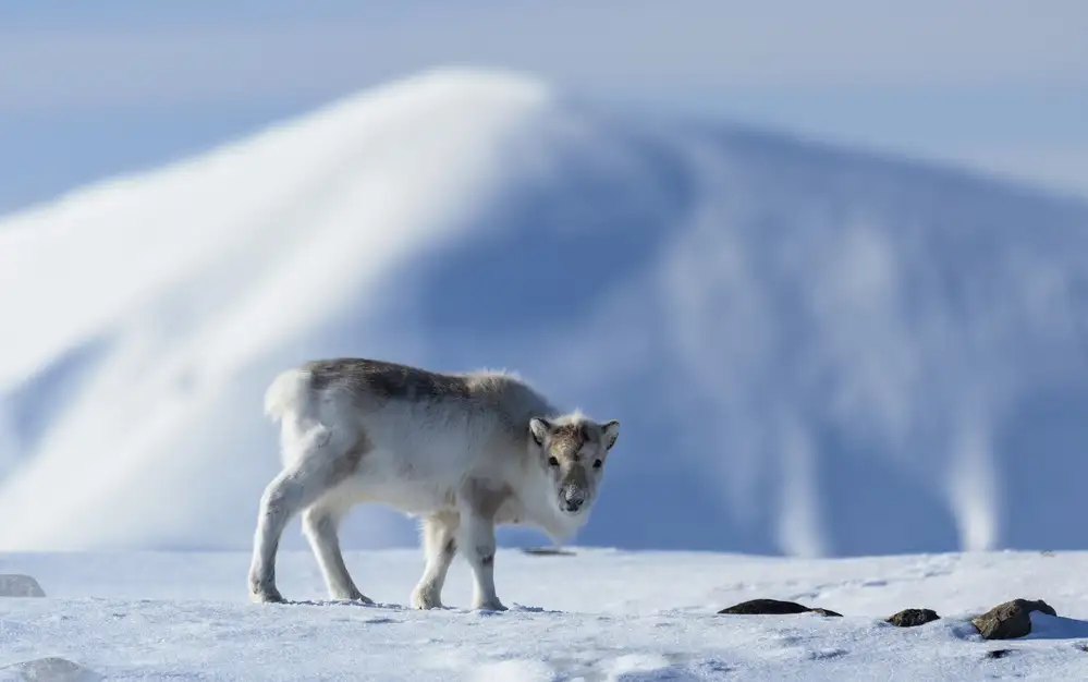 Fischer, Jie: Arctic deer