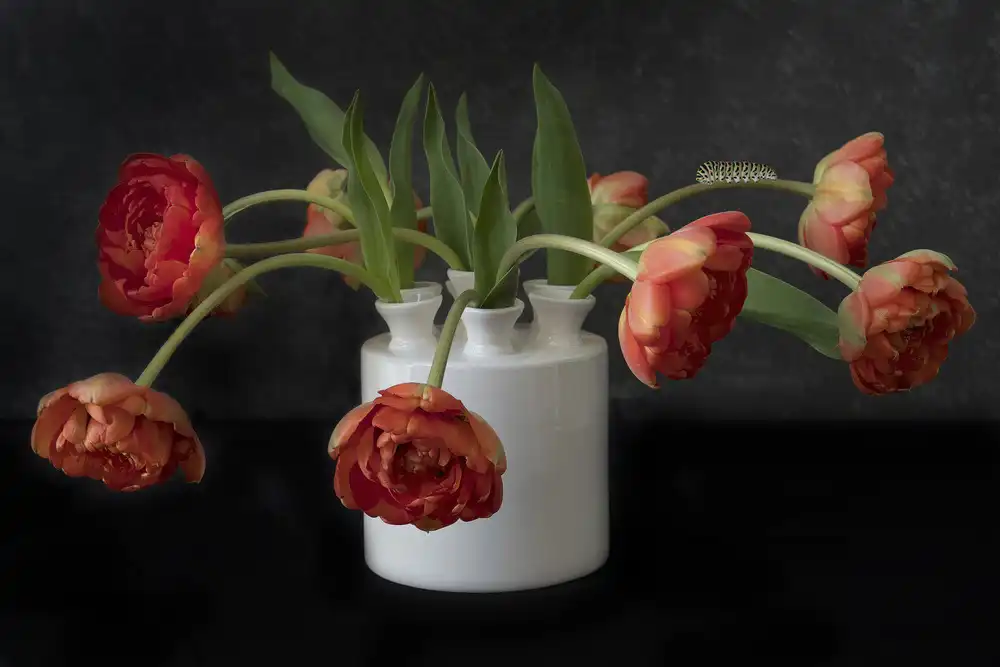 Zaane, van Alida: Tulips