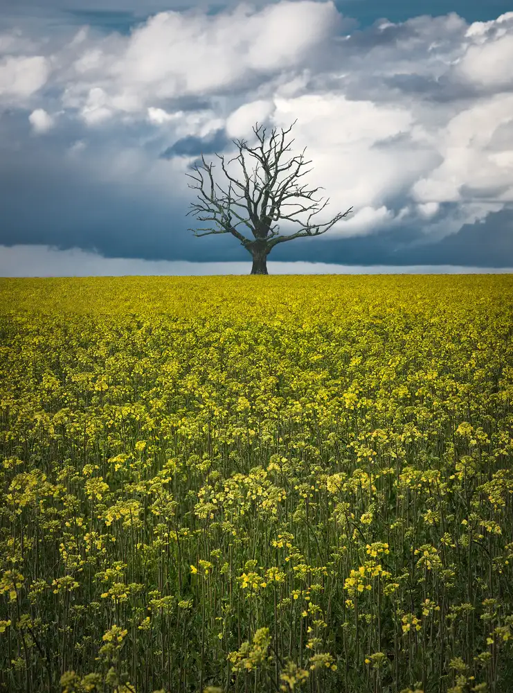 Lindsten, Christian: Oaktree on canolafield