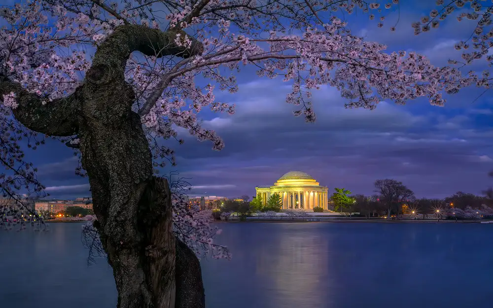 Zhu, Hua: Kirschblüten rund um das Jefferson Memorial