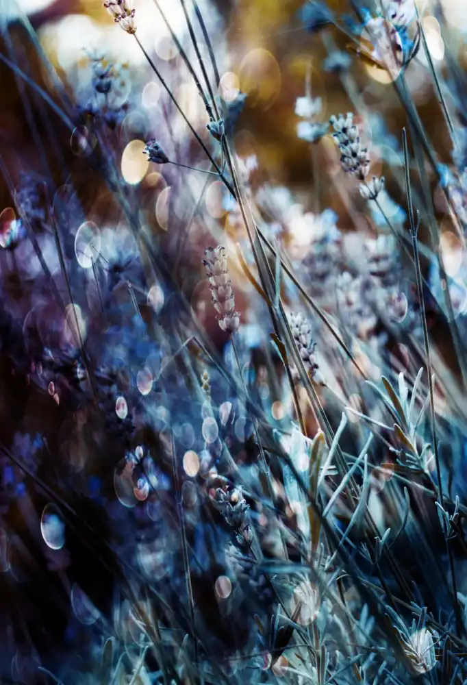 Devos, Delphine: Flowers, Bubbles & Dreams