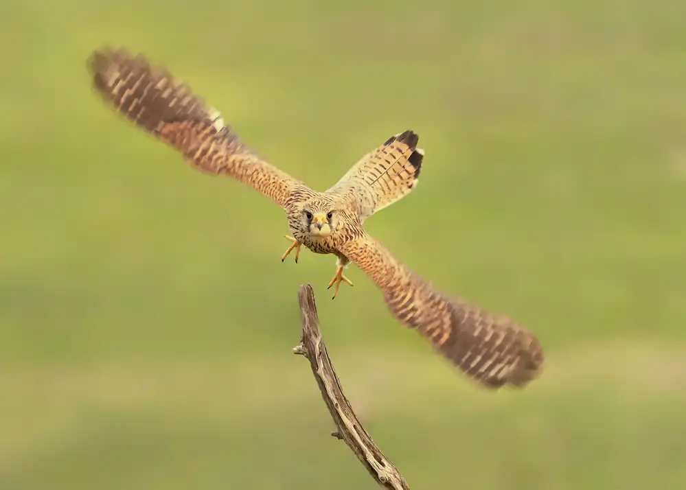 Poreider, Annie: Falco Peregrino
