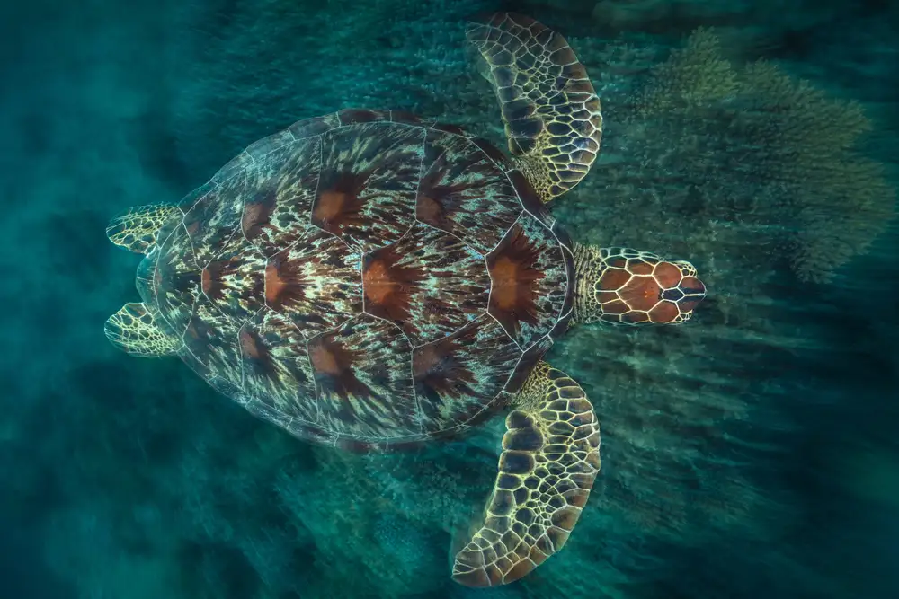Gabriel, Barathieu: Green Turtle