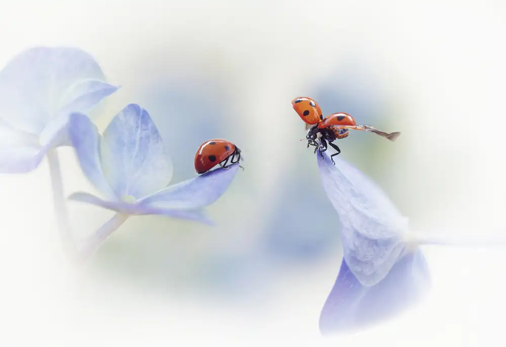 Deelen, van Ellen: Remember me....