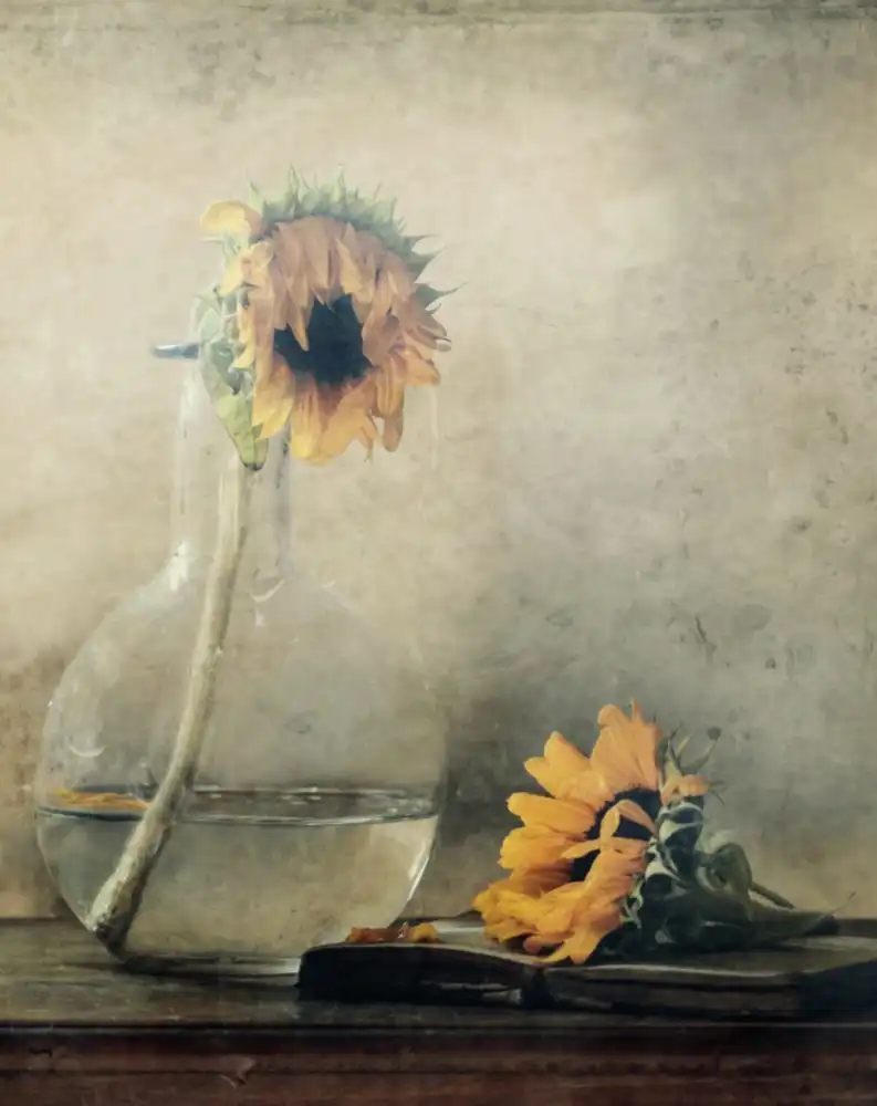 Devos, Delphine: Before I Wilt...